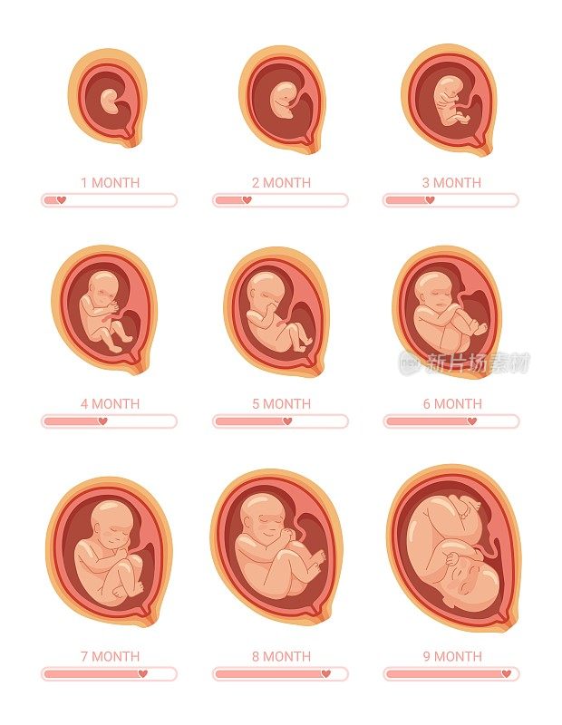 胎儿阶段。阶段生长胚胎，过程胎儿发育1 9个月孕周发育未出生的婴儿，健康的子宫怀孕，解剖人类的孩子，时髦的矢量插图